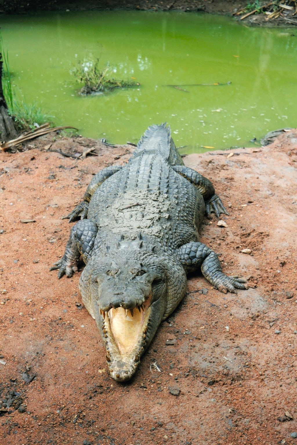 Large crocodile, very close, no fence, mouth wide open.