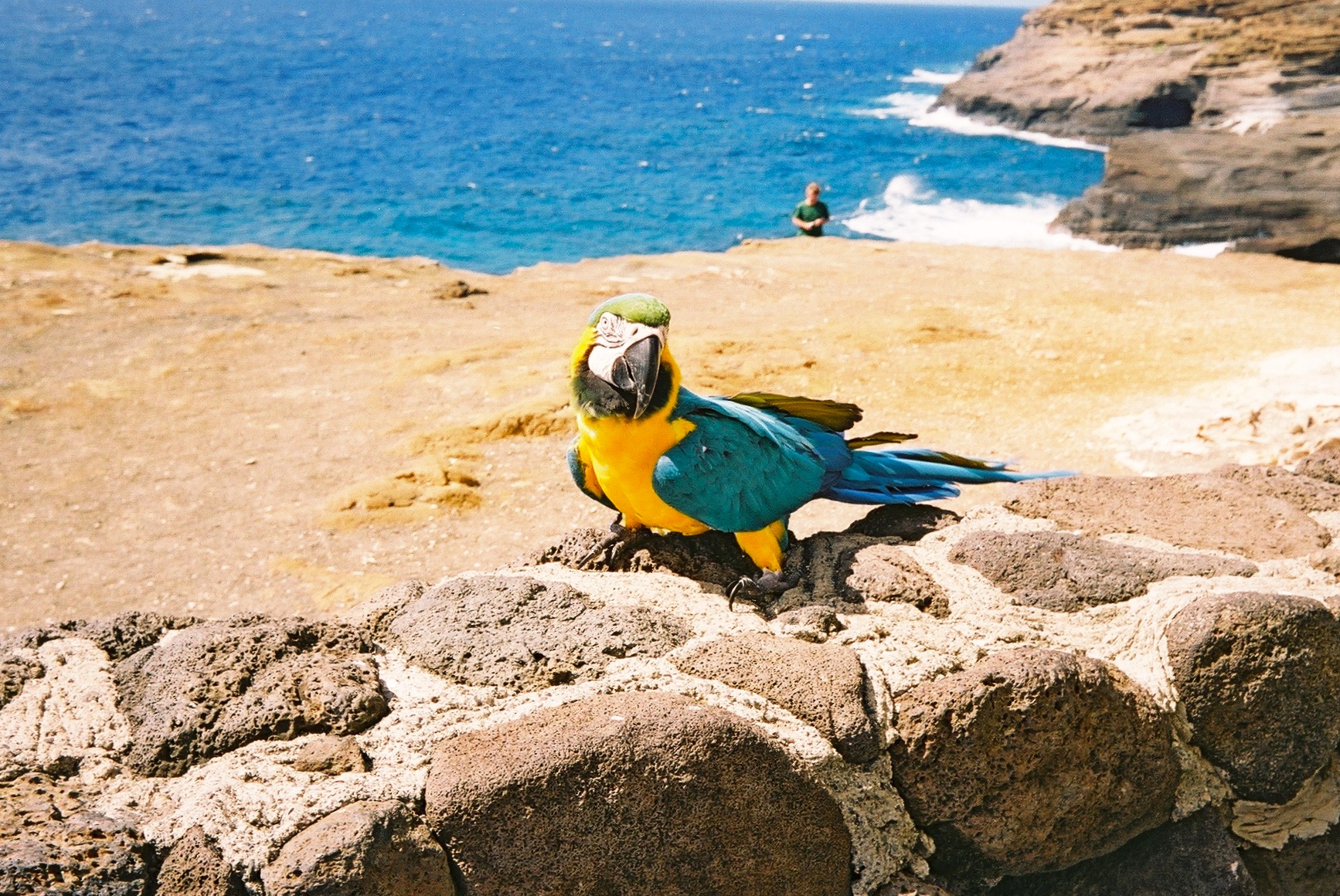 A colourful blue and yellow parrot posing on a wall.